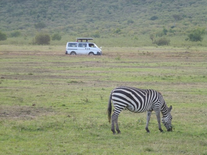 Zwierzęta zamieszkujące parki są przyzwyczajone do charakterystycznych białych busów, kórymi turyści przemierzają przepiękne tereny płaskowyżu.
