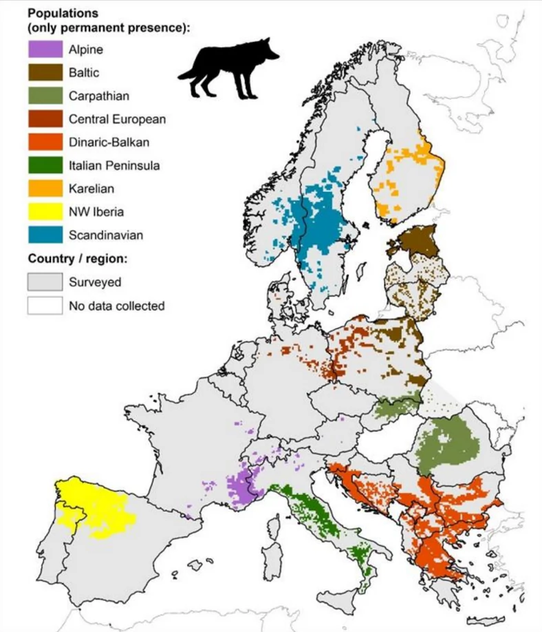 Populacje wilków w UE: jedynie wilki bałtyckie, karpackie i dynarsko-bałkańskie budzą „najmniejsze obawy”. Ocena ochrony: Rada Europy 2022