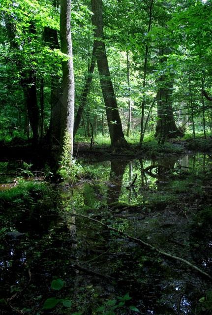 Galeria Polska - Puszcza Białowieska zagrożona?, obrazek 24