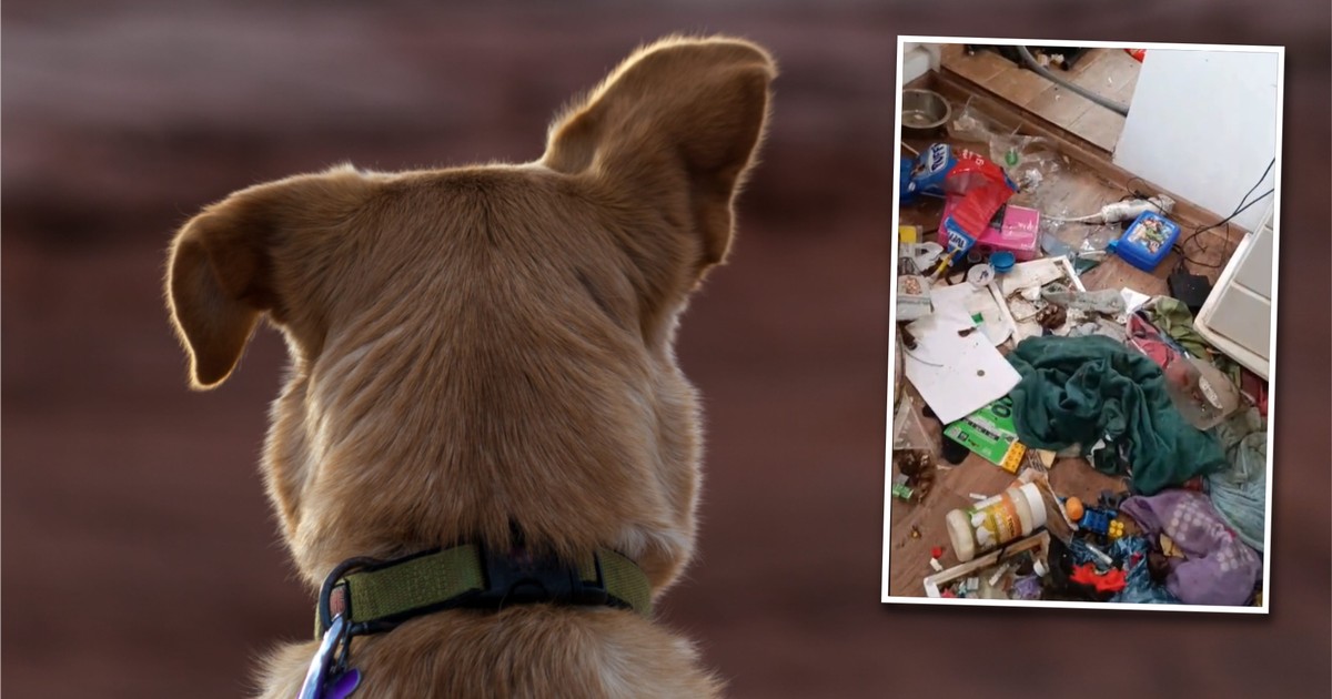 Szczecińska "opiekunka za dychę". Słała 10 zł miesięcznie, psa zostawiła na rok w zamknięciu