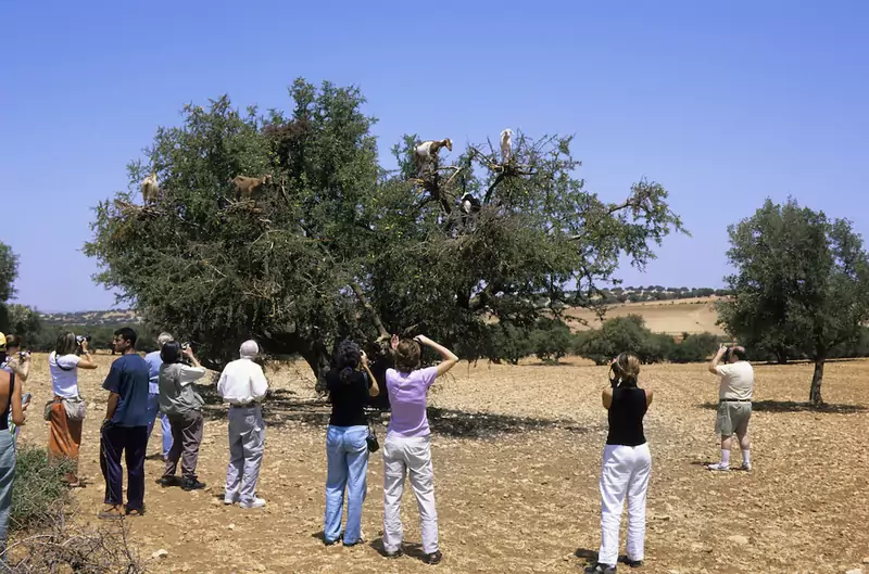 Kozy w Maroko są zmuszane do wchodzenia na drzew