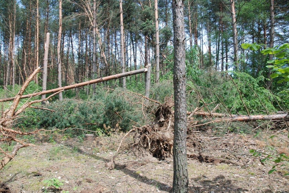 Gwałtowne nawałnice przewracały drzewa na terenie puszcz