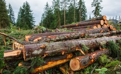 Lasy Państwowe zaprzeczają, że w lasach trwają „masowe cięcia” i podają statystyki