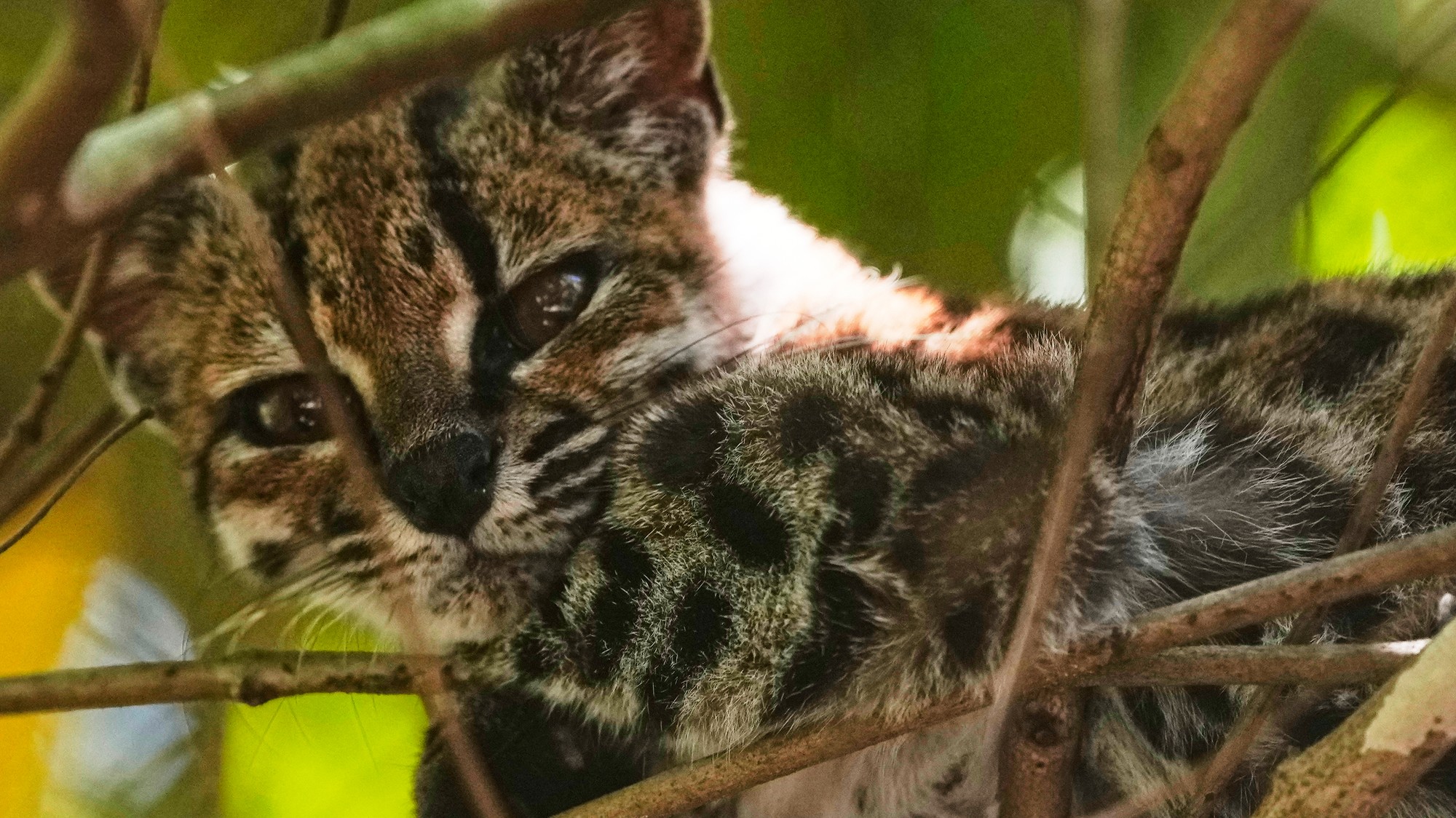 Nová divoká mačka Leopardus tilcayo je menšia než mačka domáca, no pýši sa nádhernou kresbou pripomínajúcou ocelota.