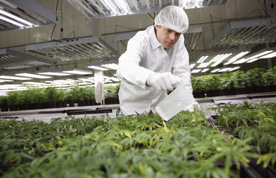 Master Grower Ryan Douglas waters marijuana plant clones at Tweed Marijuana Inc in Smith's Falls, Ontario, Feb. 20, 2014.