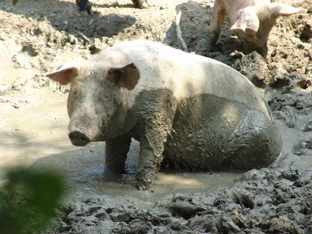 Galeria Chorwacja - Slavoński kulen, obrazek 8