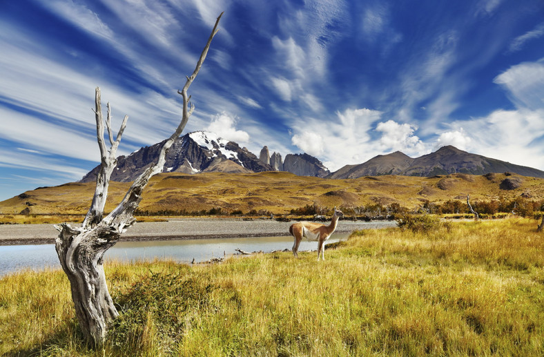 Guanako w parku Torres del Paine