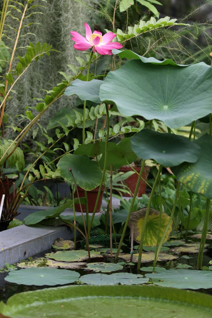 Atrakcje na 90-lecie poznańskiego ogrodu botanicznego