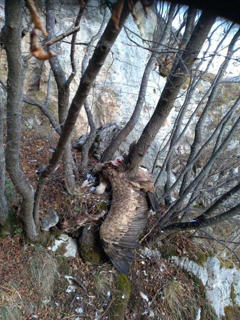 Dobrila pronađena iznad gnezda gde se izlegla