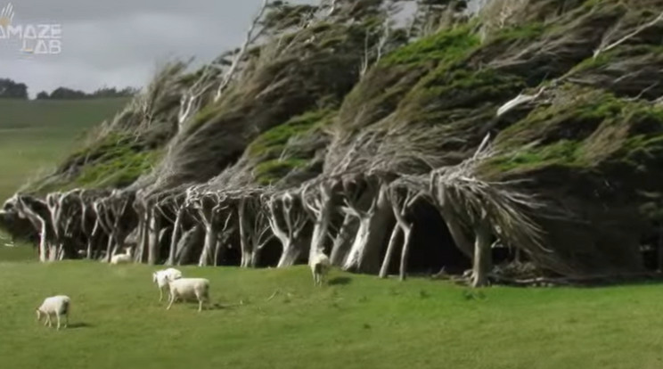 Új-Zéland déli szigetének legdélibb pontján növekvő fák az Antarktisz felől fújó erős szelek miatt görbén nőnek / Fotó: Amaze Lab YouTube
