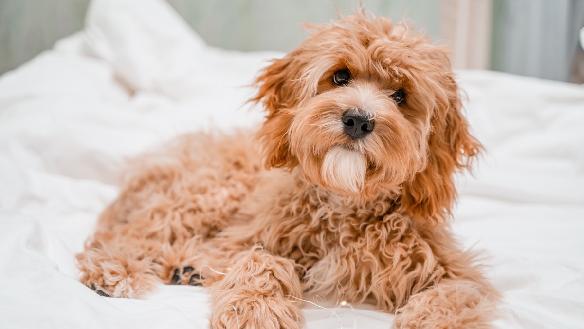Veterinar otkrio 5 pravila za pse starije od 5 godina: Primenite ih i produžite im život