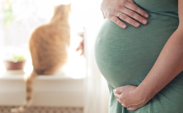 Czy kobieta w ciąży powinna unikać kotów? Toksoplazmoza - fakty i mity