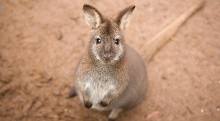 wallaby