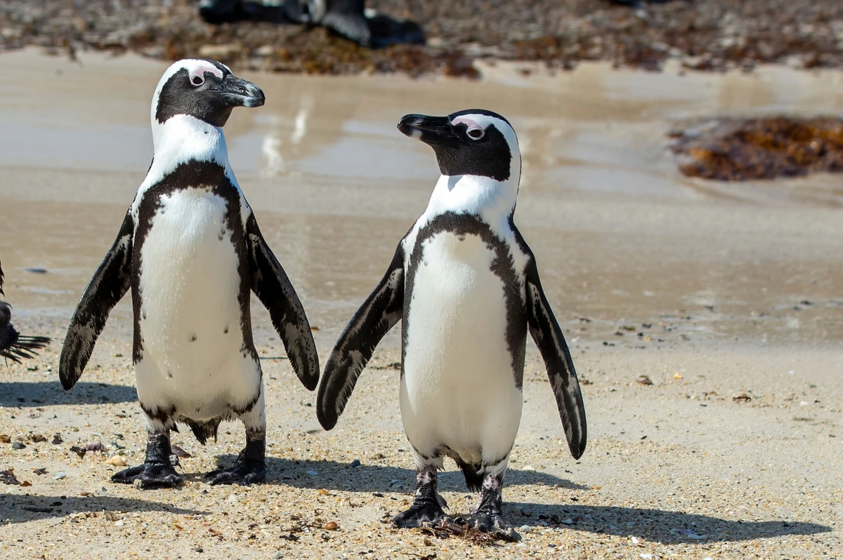 Trade War Hits fresh  Low: Trump Imposed Tariffs on Penguins
