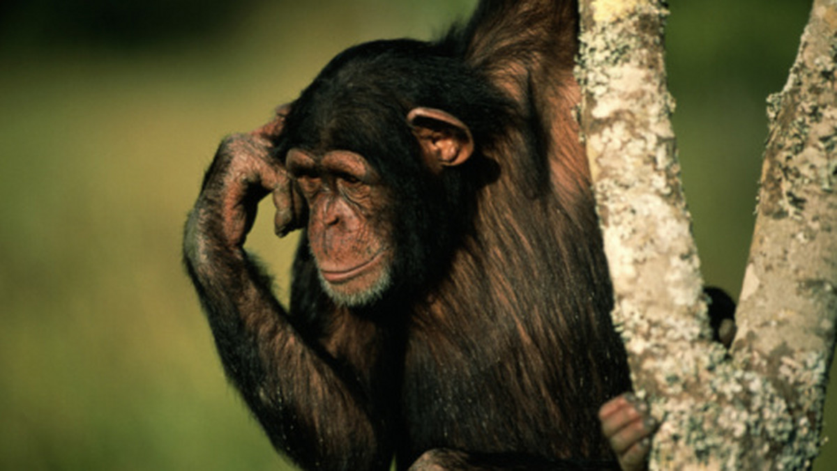 Washoe nie czuła związku z szympansami, nazywała ich czarnymi stworami