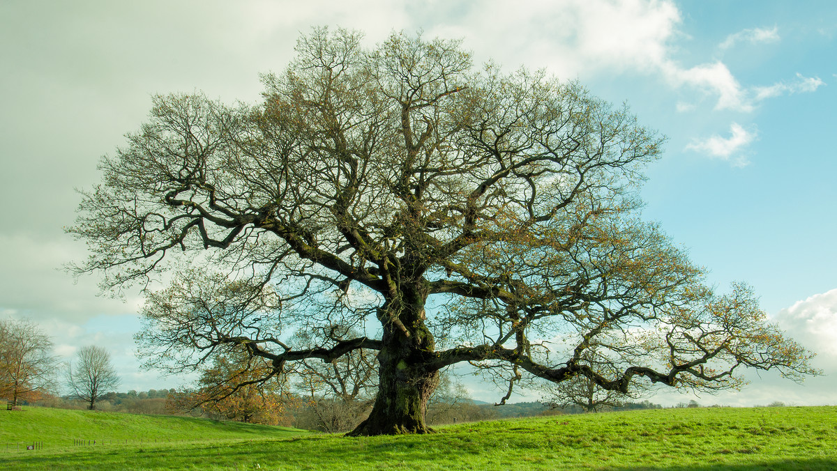 Ekolodzy poszukują drzew, których historia łączy ludzi i przyrodę