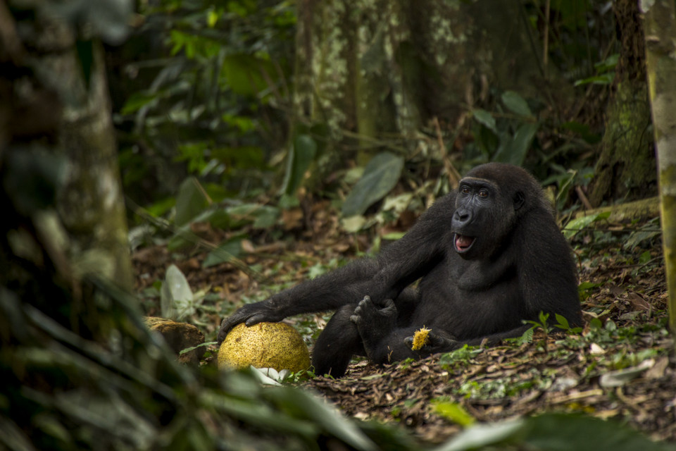 The good life © Daniel Nelson - Wildlife Photographer of the Year 2017