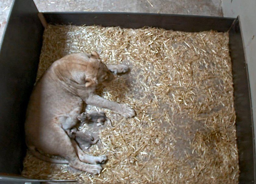 Makabra na wybiegu z lwami w Lipsku. Pracownicy zoo wstrząśnięci