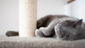 Kratzbaum: Schlafplatz und Spielwiese für Katzen
