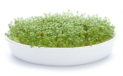 Rzeżucha dobra dla palaczy. Odtruwa organizm