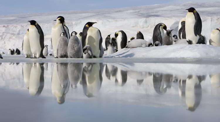 Császárpingvinek természetes élőhelyükön