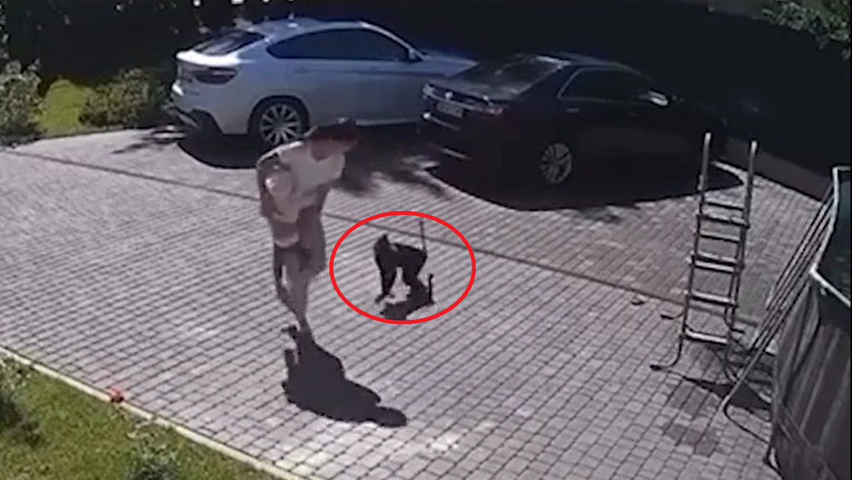 Dramat rodziny z Ukrainy w Rosji. Szalona małpa zaatakowała dziecko