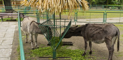 Zoo apeluje: Nie dokarmiajcie zwierząt!