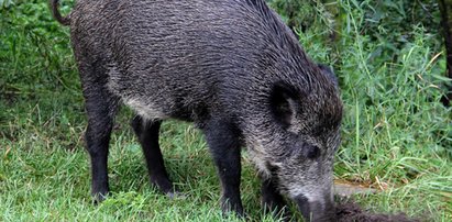 Groza! Dzik wbiegł na klatkę schodową i rzucił się na 6-latka