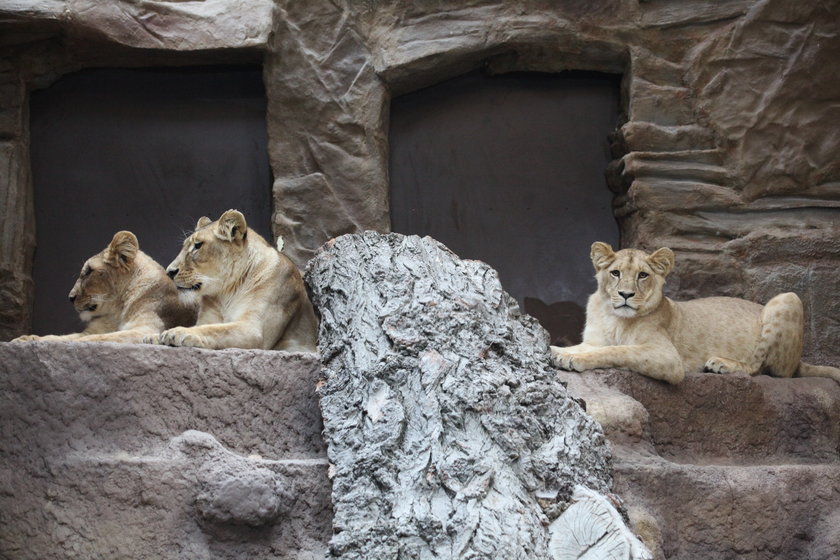 Lew pogryzł lwicę w gdańskim zoo