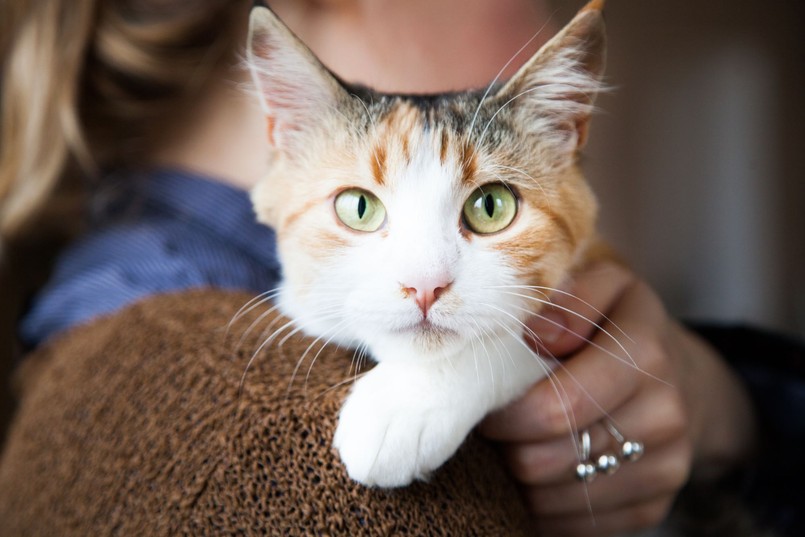 Quiz wiedzy o kotach