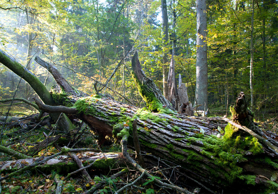 Białowieski Park Narodowy