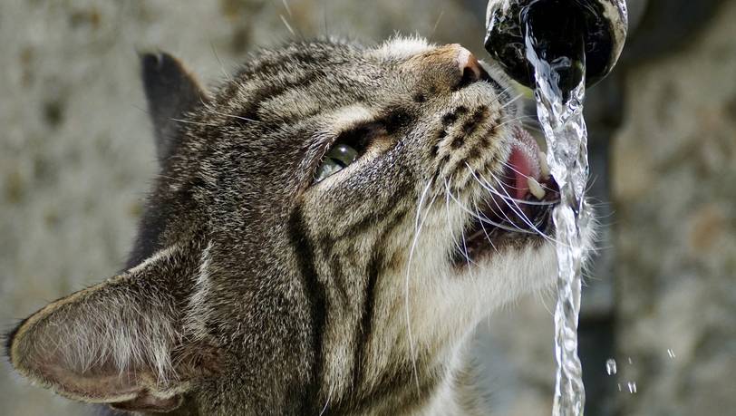 Bestenliste: Die beliebtesten Trinkbrunnen für Katzen und Hunde