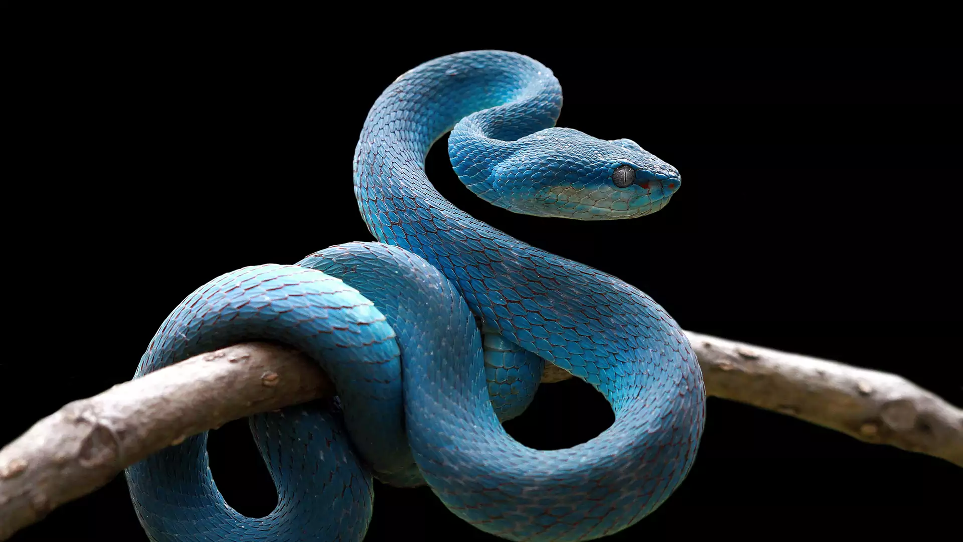 Sennik: wąż. Jak interpretować sen o wężu?