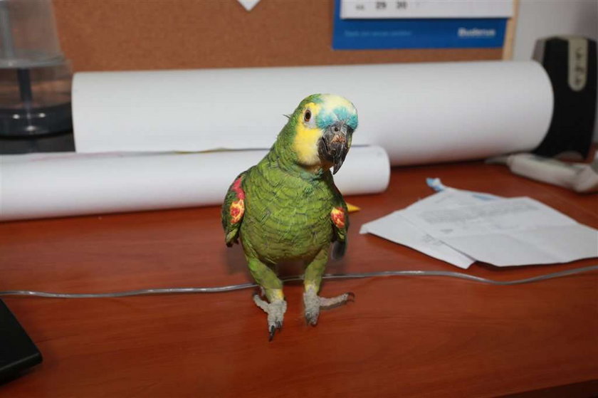 Papuga Sonia pomaga w biurze!