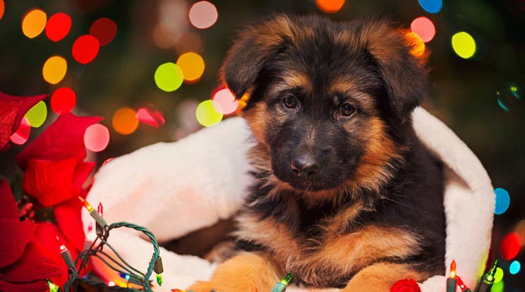 Egy 15 hetes németjuhász kutya személyében jött a csoda karácsonykor. / Fotó: Shutterstock