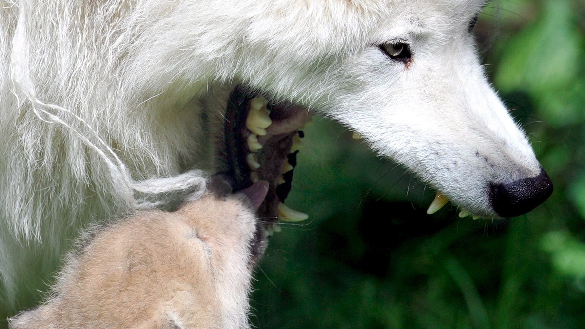 W sobotę popołudniu w zoo w Odessie (Ukraina) wilki zaatakowały małą dziewczynkę - informuje dzisiaj portal newsru.ua.