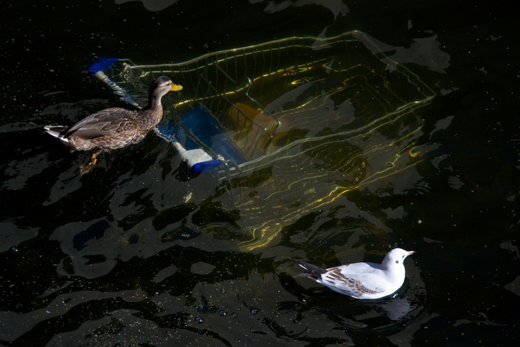 III miejsce w ktegorii Przyroda. Ptaki na rzece Motławie w Gdańsku