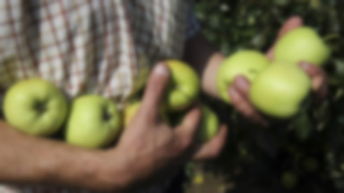 Ekspert: dzięki embargu może poprawić się jakość polskich jabłek