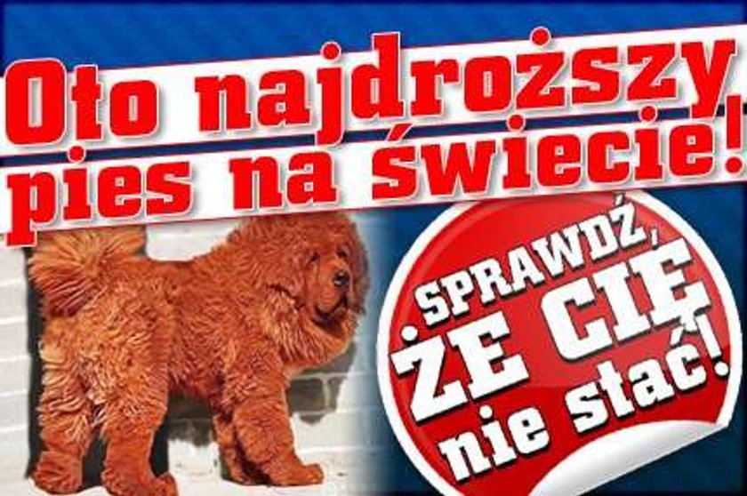 Oto najdroższy pies na świecie! Sprawdź, że Cię nie stać!