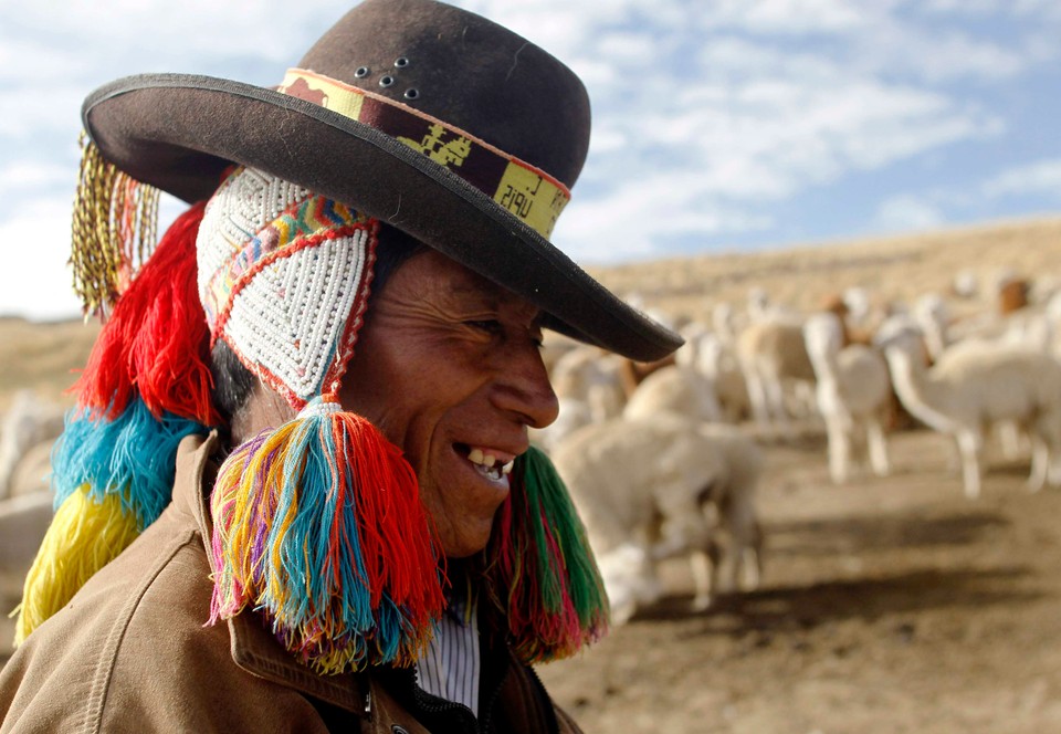 Shepherds Julian and Felipa Rojo catch alpacas for a routine check-up at a range in the Andean community of Upis at the highlands of Cuzco