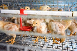 Pisklęta rzucane o ziemię i kanibalizm. Wstrząsające nagrania z ferm dostawców Lidla w Niemczech