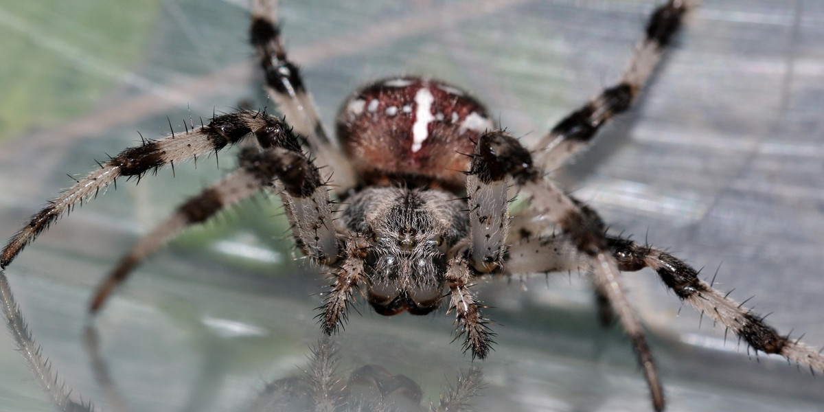 Tarantule włoskie rozpoznają kolor zielony