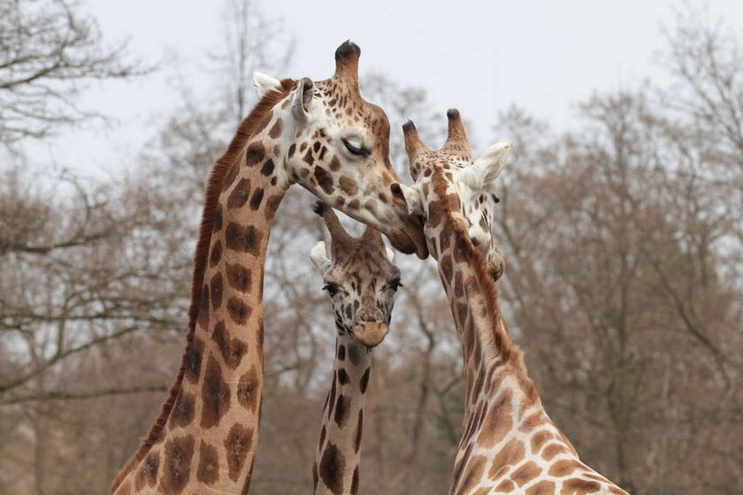 Żyrafy na wybiegu w Łódzkim Zoo