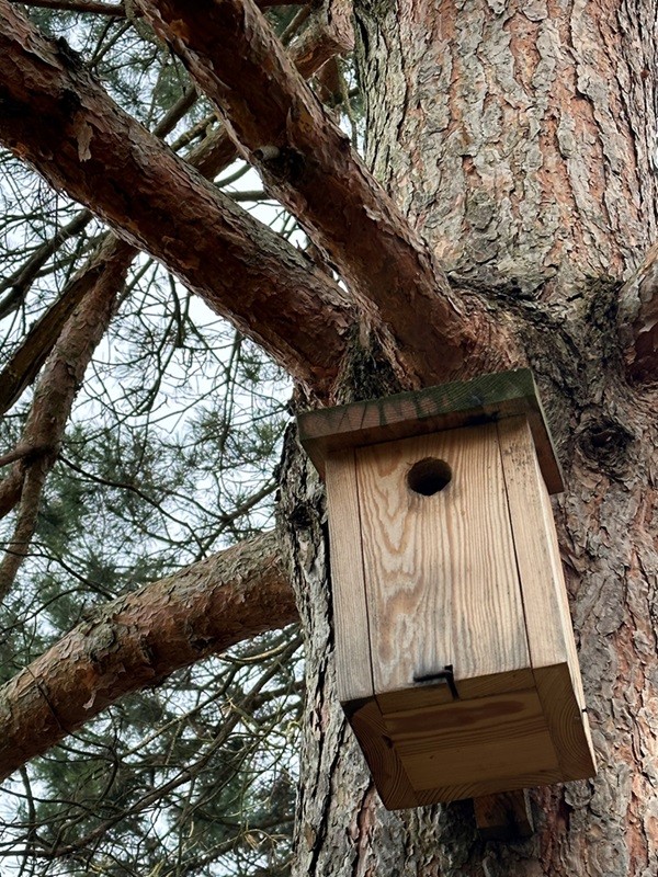Budka powieszona tuż pod konarami drzewa to nie jest najlepszy pomysł.