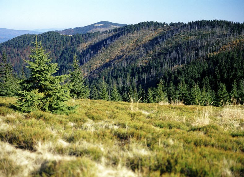 Widok z hali pod Turbaczem