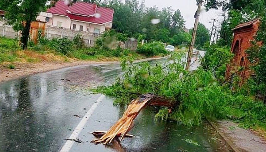 Palo drvo kod Varvarina