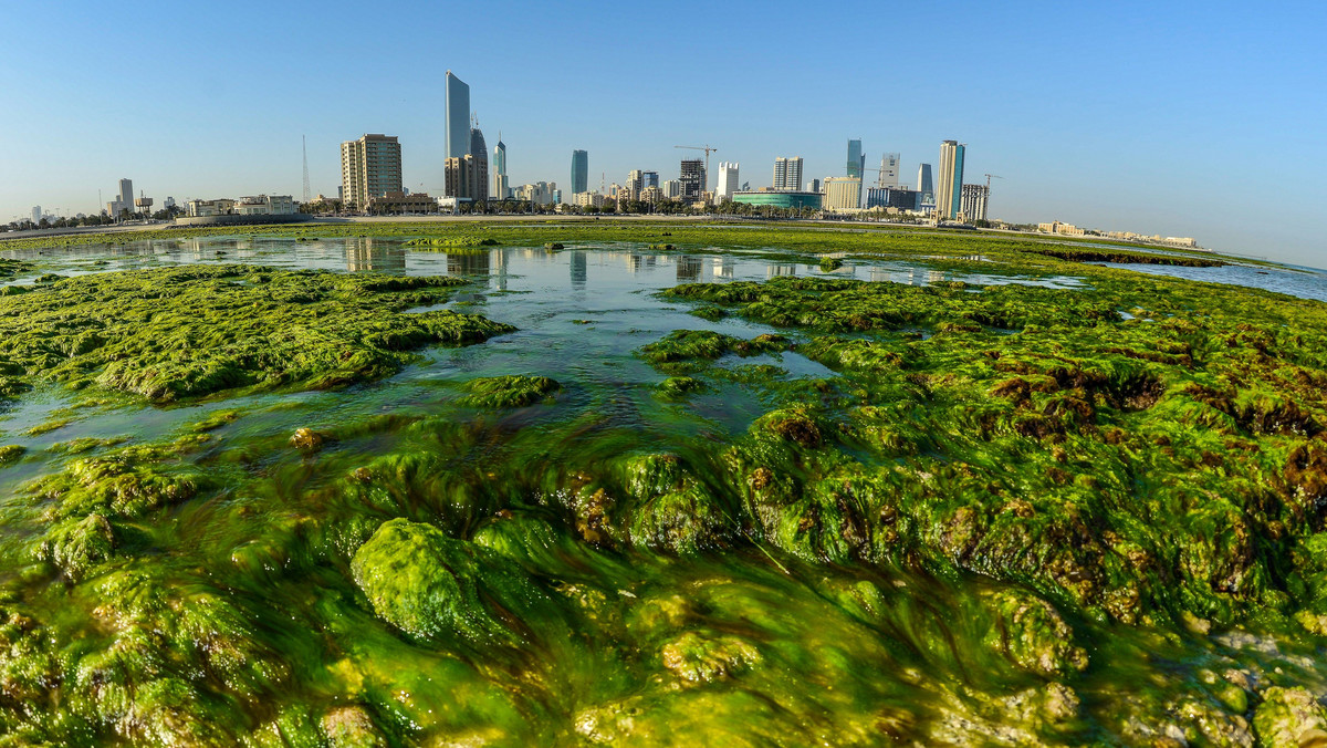 epaselect KUWAIT ENVIRONMENT (Green algae on the beaches on Kuwait City)