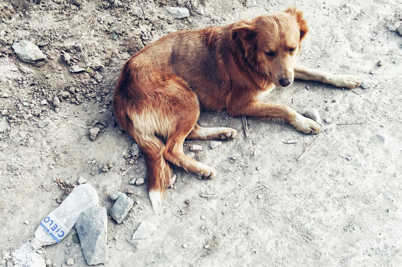 Beograđanka našla mokrog i promrzlog psa, a kad ga je odvela kod veterinara usledio je šok: Čovek dolazi iz Pariza, ČUDA SU MOGUĆA! (FOTO)