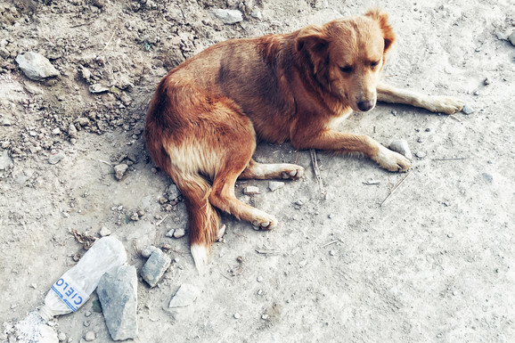 BEOGRAĐANKA NA ULICI NAŠLA PROMZLOG PSA Kad ga je odvela kod veterinara usledio je šok: Vlasnik došao iz Pariza posle pet godina, ČUDA SU MOGUĆA! (FOTO)