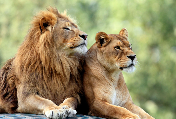Para dorosłych lwów w ogrodzie zoologicznym